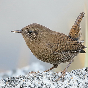 Eurasian Wren